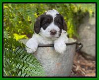 Willow Traveler pups 4 wks old 221