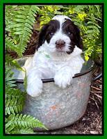 Willow Traveler pups 4 wks old 241