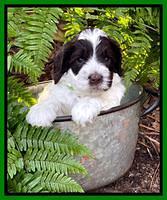 Willow Traveler pups 4 wks old 251