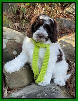 Willow Traveler pups 8 week old 181