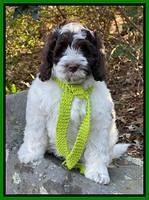 Willow Traveler pups 8 week old 201