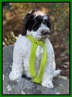 Willow Traveler pups 8 week old 221