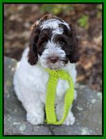 Willow Traveler pups 8 week old 231