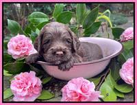 Willow Traveler pups 3 wks old 51