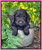 Willow Traveler pups 4 wks old 111