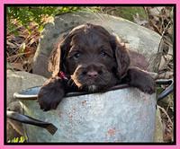 Willow Traveler pups 4 wks old 121
