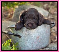 Willow Traveler pups 4 wks old 141