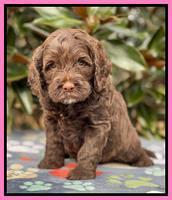 Willow Traveler pups 5 wks old 51