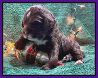 Willow Traveler pups 2 wks old 81