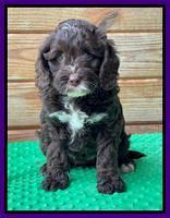 Willow Traveler pups 7 wks old 111