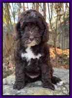Willow Traveler pups 8 week old 41