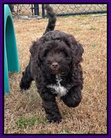 Willow Traveler pups 8 week old 61