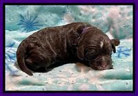 Willow Travler pups 1 week old 41