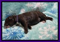 Willow Travler pups 1 week old 81