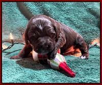 Willow Traveler pups 2 wks old 181