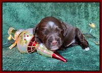 Willow Traveler pups 2 wks old 191