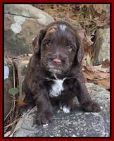 Willow Traveler pups 4 wks old 311