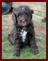 Willow Traveler pups 7 wks old 281
