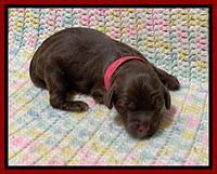 Willow Travler newborn 101