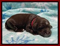 Willow Travler pups 1 week old 91