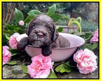 Willow Traveler pups 3 wks old 201