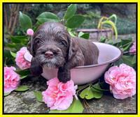 Willow Traveler pups 3 wks old 231