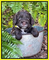 Willow Traveler pups 4 wks old 281