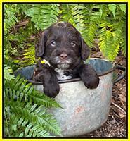 Willow Traveler pups 4 wks old 291