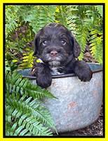 Willow Traveler pups 4 wks old 301