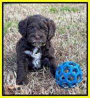 Willow Traveler pups 6 wks old 251