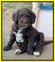 Willow Traveler pups 6 wks old 271