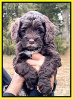 Willow Traveler pups 7 wks old 211