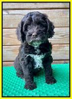 Willow Traveler pups 7 wks old 221