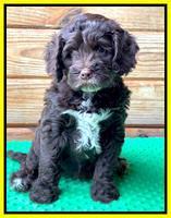 Willow Traveler pups 7 wks old 231