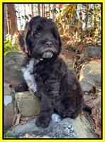 Willow Traveler pups 8 week old 241