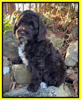 Willow Traveler pups 8 week old 261