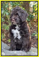 Willow Traveler pups 8 week old 281