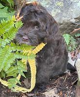 Willow Traveler pups 8 week old 291