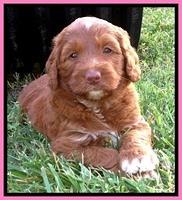 Dlucie Beckham pups 6 wks old 21