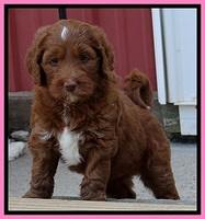 Dlucie Beckham pups 6 wks old 71