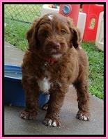 Dlucie Beckham pups 6 wks old 81