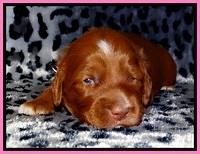 Dulcie Beckam pups 2 wks old 71