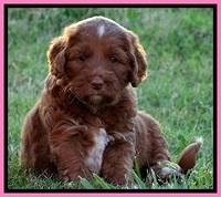 Dulcie Beckam pups 5 wks old 280