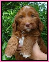 Dulcie Beckham pups 7 wks old 52
