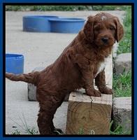 Dlucie Beckham pups 6 wks old 101