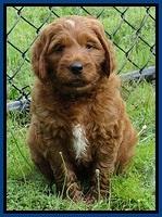 Dlucie Beckham pups 6 wks old 811