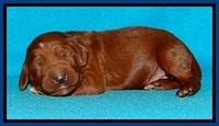 Dulcie Beckam pups 1 wk old 91