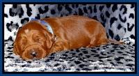 Dulcie Beckam pups 2 wks old 41