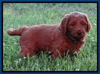 Dulcie Beckam pups 5 wks old 330