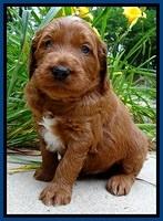 Dulcie Beckham pups 4 wks old 111